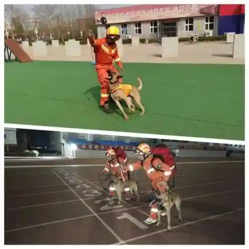 英雄联盟汪汪队阵容搭配(狗狗汪汪队)插图4
