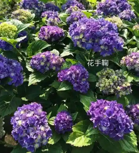 绣球花图片(绣球花多少钱一盆)插图20