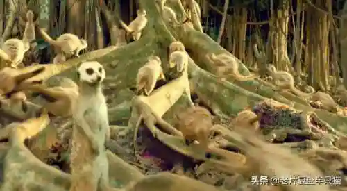 少年派的奇幻漂流(少年派隐喻深度解析)插图26