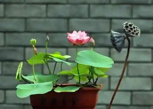 彼岸花真的不吉利吗(彼岸花有什么作用)
