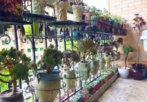 凤凰法师阵容搭配图片大全(云顶之弈最新法师阵容)插图2 凤凰法师阵容搭配图片大全(云顶之弈最新法师阵容)插图2