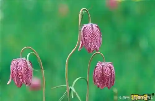 剑三甘草搭配阵容图鉴(甘草最佳搭配)插图12