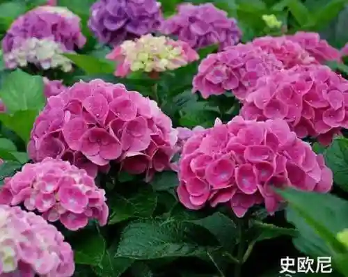 绣球花图片(绣球花多少钱一盆)插图44