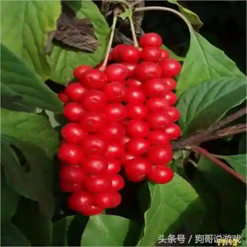 剑三甘草搭配阵容图鉴(甘草最佳搭配)插图16