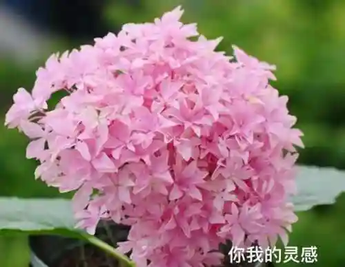 绣球花图片(绣球花多少钱一盆)插图46