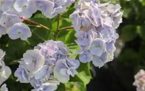 绣球花图片(绣球花多少钱一盆)插图89