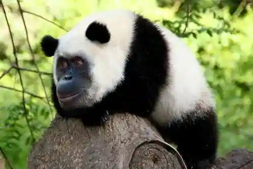熊猫 搭配阵容图大全图片(貂蝉配什么阵容)插图10