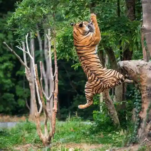 小猫爪印爱心符号(౪ᩚ゜小动物图案符号)插图8