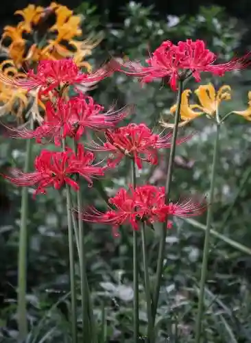 彼岸花是国家几级保护花(摘了彼岸花要坐牢吗)插图3