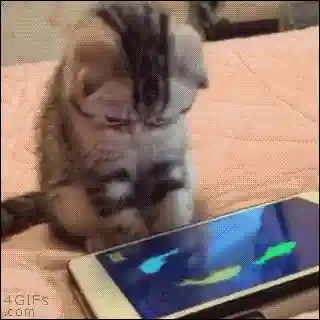 逗猫神器推荐阵容搭配(逗猫神器app)插图16