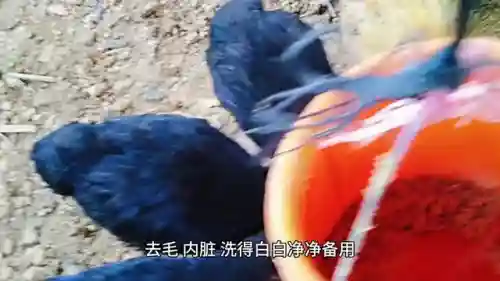 战斗乌鸡搭配什么阵容最强(石破天惊阵容搭配)插图1