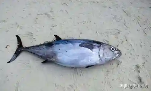 100种海洋鱼类名称大全(海水鱼类大全图册)