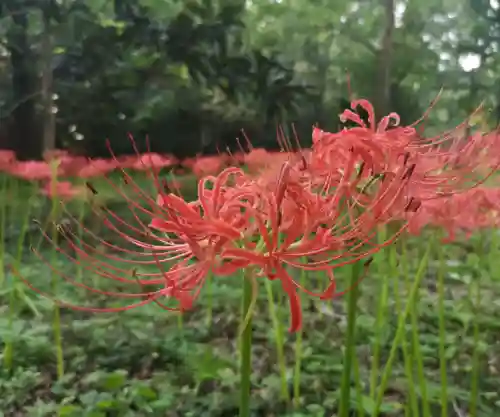 彼岸花是国家几级保护花(摘了彼岸花要坐牢吗)插图8