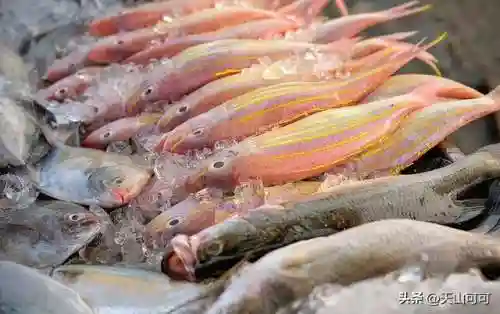 100种海洋鱼类名称大全(海水鱼类大全图册)插图4