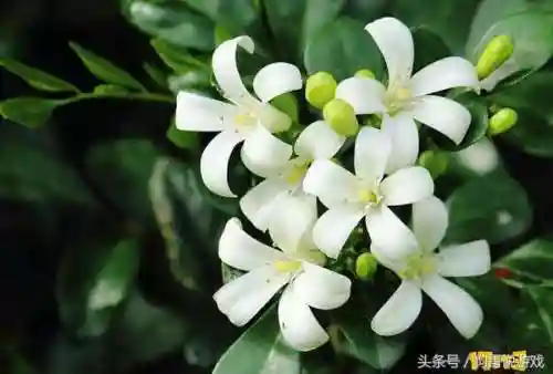 剑三甘草搭配阵容图鉴(甘草最佳搭配)插图4