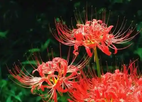 彼岸花真的不吉利吗(彼岸花有什么作用)插图4