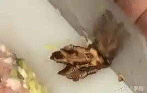 东壁龙珠的阵容搭配(龙珠激斗阵容搭配大全)插图2