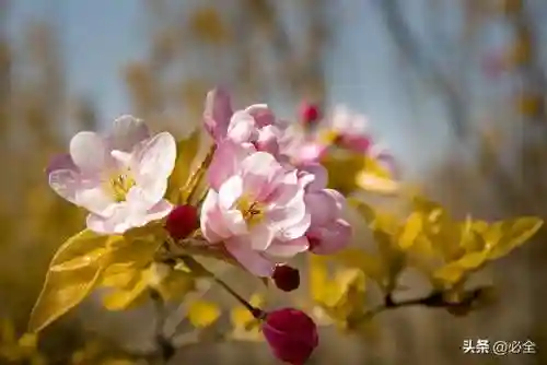 怎么进海棠看文 不用登录(海棠文学网站怎么进入阅读模式)插图7