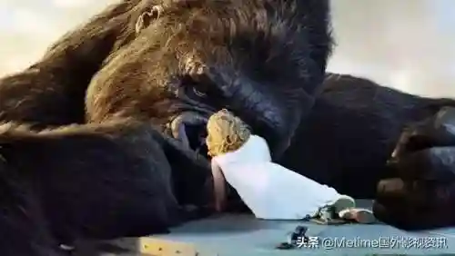动物灾难片大全50部(科幻灾难片)插图4