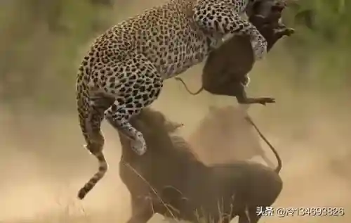 动物之战袋鼠最强阵容搭配(动物大联盟伤害最高搭配)插图17