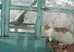 逗猫神器推荐阵容搭配(逗猫神器app)插图7