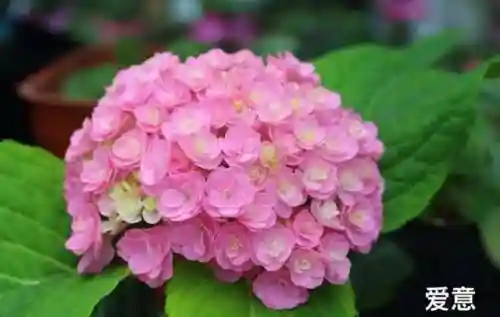 绣球花图片(绣球花多少钱一盆)插图52