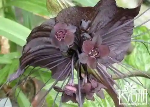 花语是压抑绝望的花(花语是孤独忧郁的花)插图1