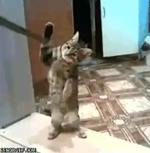 逗猫神器推荐阵容搭配(逗猫神器app)插图3