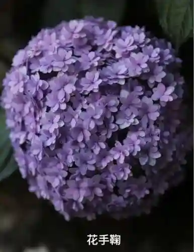 绣球花图片(绣球花多少钱一盆)插图18