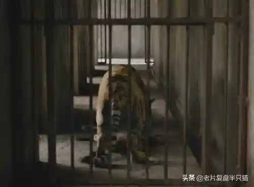 少年派的奇幻漂流(少年派隐喻深度解析)插图70