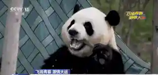 吉祥物打工阵容搭配(恭喜发财什么阵容厉害)插图24