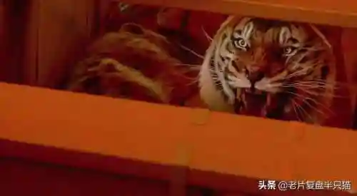 少年派的奇幻漂流(少年派隐喻深度解析)插图19