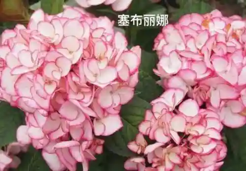 绣球花图片(绣球花多少钱一盆)插图23