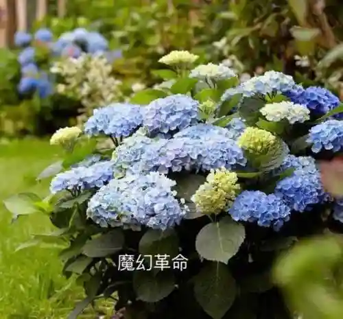 绣球花图片(绣球花多少钱一盆)插图8