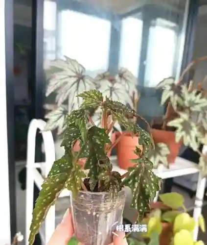 生根发芽阵容搭配图表大全(生根和发芽的顺序排列)插图6