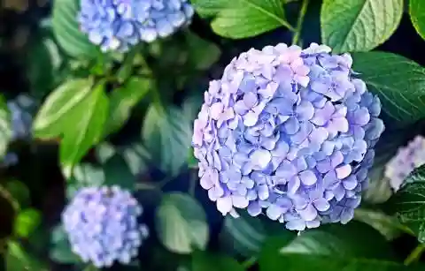 绣球花图片(绣球花多少钱一盆)插图4