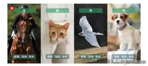 均衡等级2怎么阵容搭配(均衡等级4平民攻略)插图4
