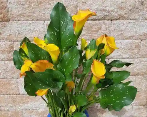 最惊艳的花语(花语是未来可期的花)插图1
