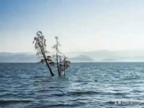 骑龙护卫阵容怎么搭配(忠义骑飞熊军最强阵容搭配)