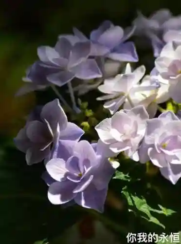 绣球花图片(绣球花多少钱一盆)插图47