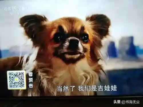 龙妈加狗子阵容搭配(云顶之弈奶妈主c阵容)插图10