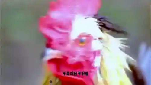 部落冲突爱坤阵容搭配(部落冲突阵容推荐软件)插图1