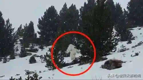 动物之战雪怪阵容搭配(动物大联盟伤害最高搭配)