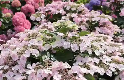 绣球花图片(绣球花多少钱一盆)插图75