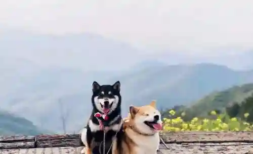 柴犬大部队阵容搭配(部落冲突阵容推荐)