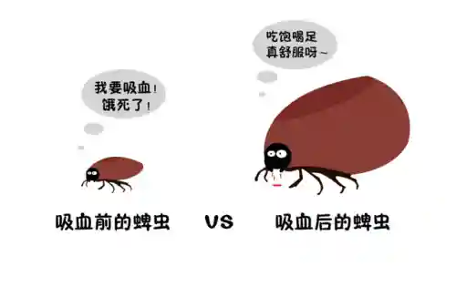 蜱虫和阴虱的图片(阴虱子是怎么长出来的)