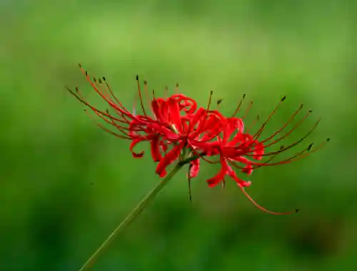 彼岸花是国家几级保护花(摘了彼岸花要坐牢吗)插图2