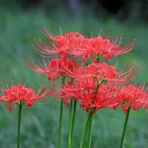 彼岸花是国家几级保护花(摘了彼岸花要坐牢吗)插图11