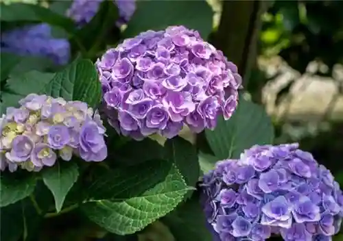 绣球花图片(绣球花多少钱一盆)插图35