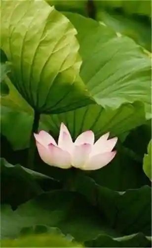超好看的手机壁纸图片(手机壁纸图片女生专用)插图95 超好看的手机壁纸图片(手机壁纸图片女生专用)插图95